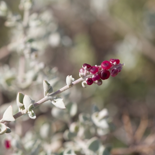 Chenopodium spinescens image