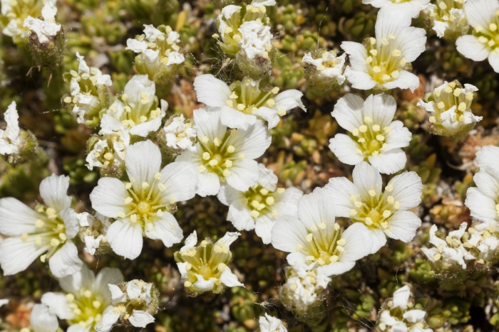 Cherleria obtusiloba image