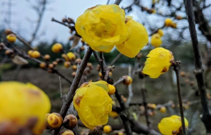 Chimonanthus praecox image