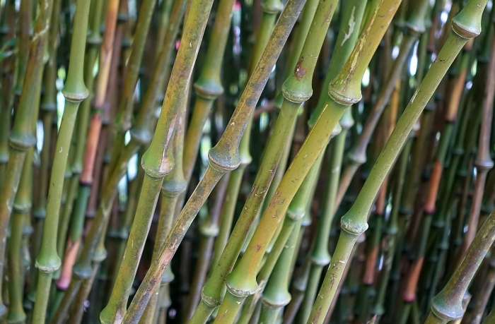 Chimonobambusa tumidissinoda image