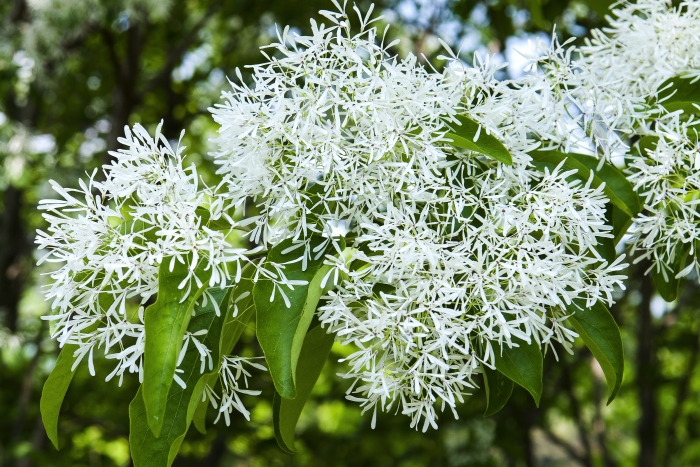 Chionanthus retusus image