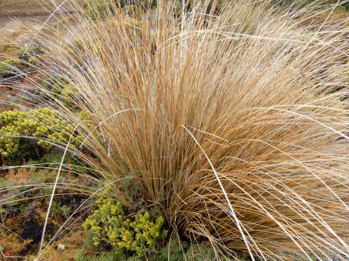 Chionochloa rubra image