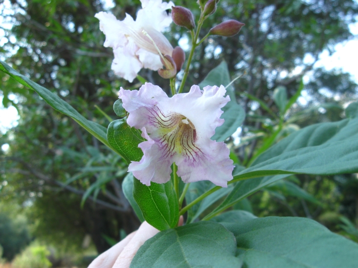×Chitalpa tashkentensis image