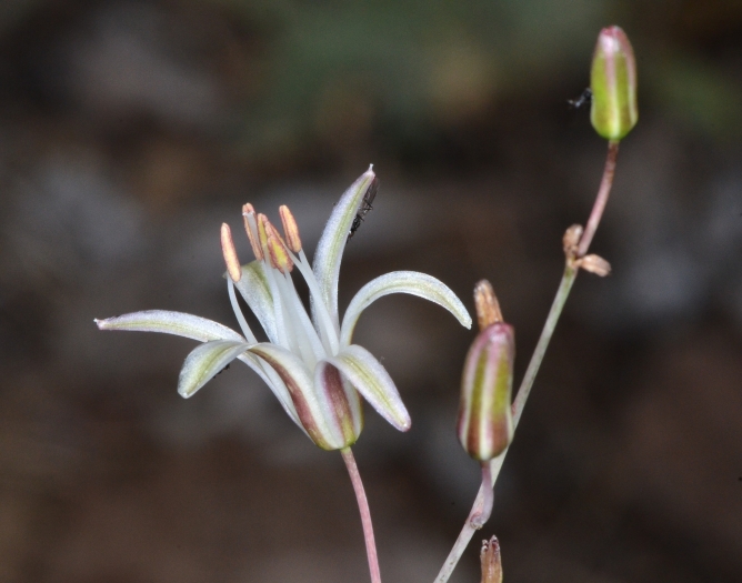 Chlorogalum angustifolium image