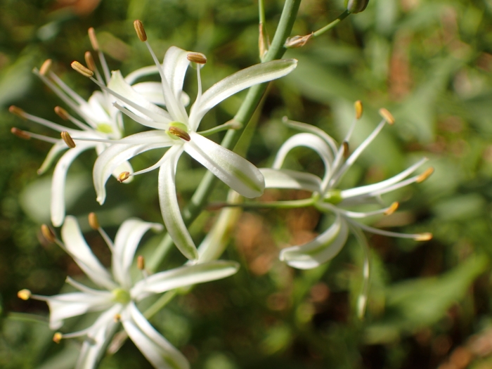 Chlorogalum pomeridianum image