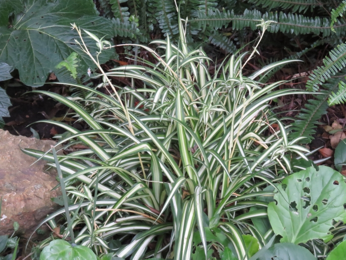 Chlorophytum comosum image