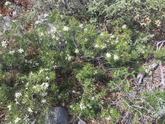Choisya dumosa image