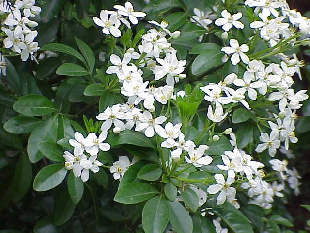 Choisya ternata image