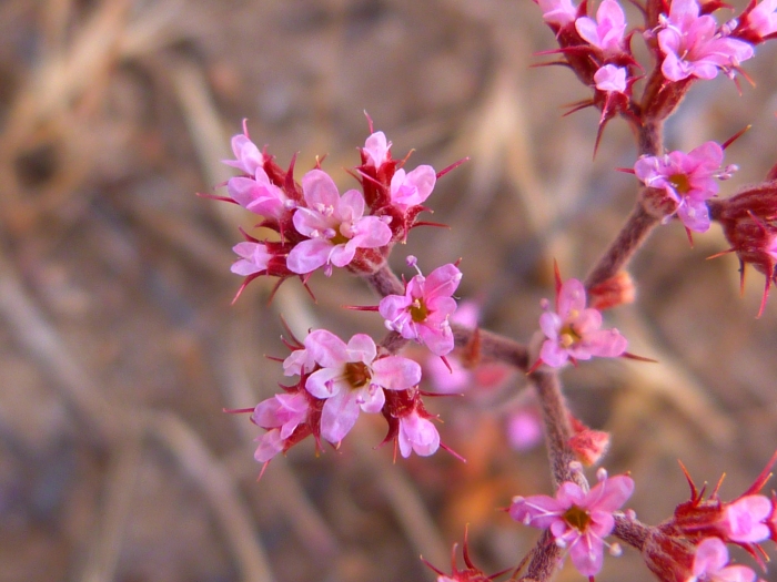 Chorizanthe staticoides image