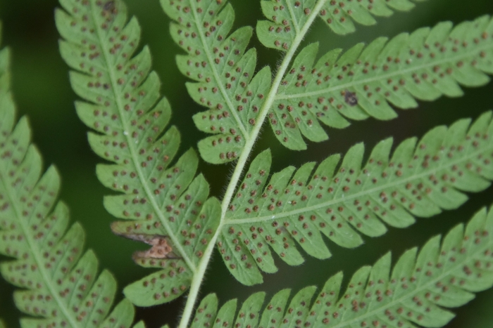 Christella normalis image