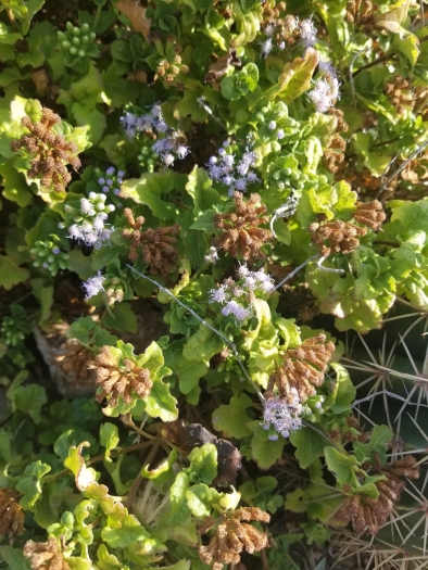 Chromolaena corymbosa image