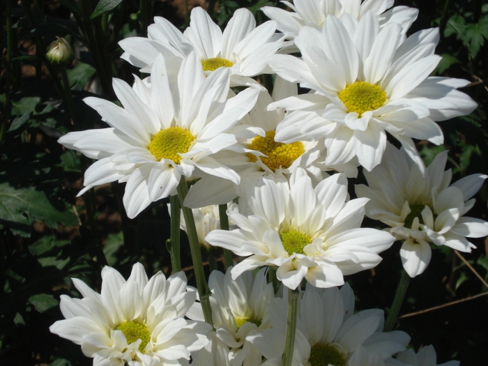 Chrysanthemum indicum image