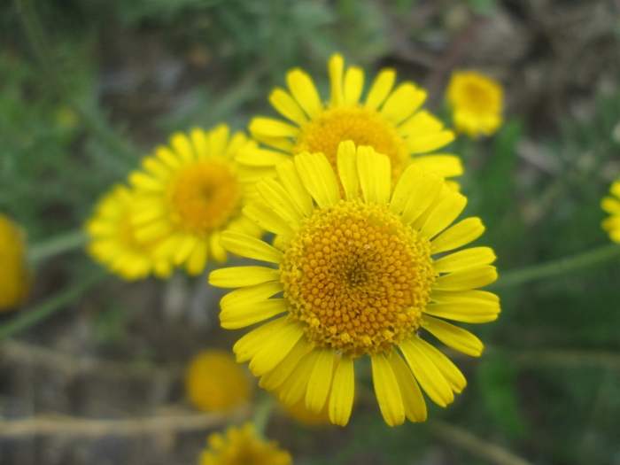 Chrysanthemum segetum image