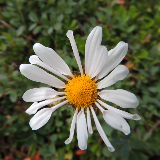 Chrysanthemum zawadskii image