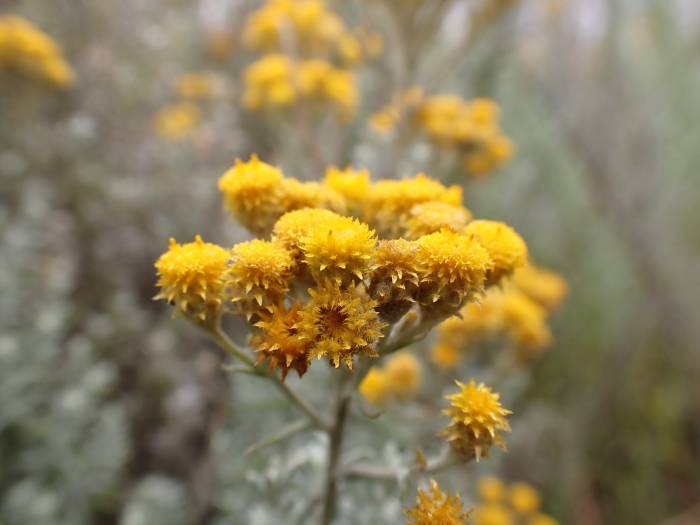 Chrysocephalum semipapposum image