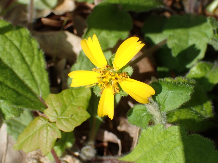 Chrysogonum australe image