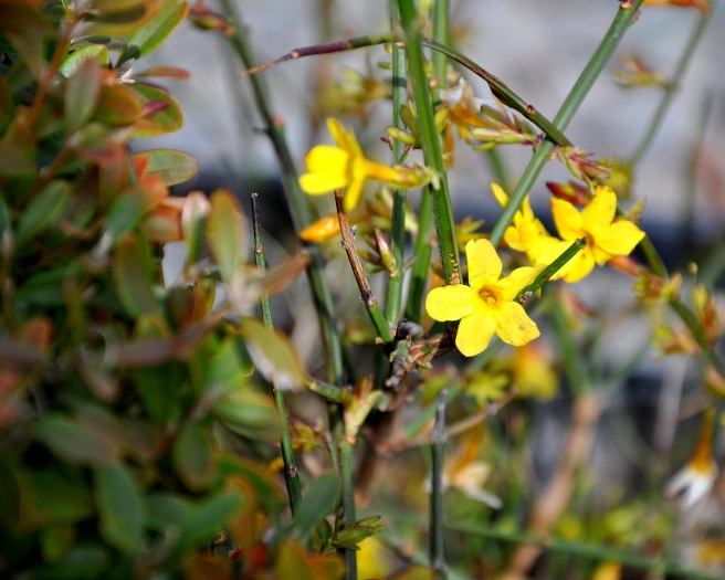 Chrysojasminum floridum image