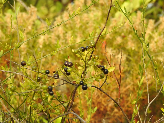 Chrysojasminum fruticans image