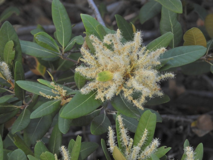 Chrysolepis sempervirens image