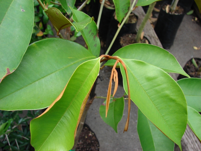 Chrysophyllum cainito image
