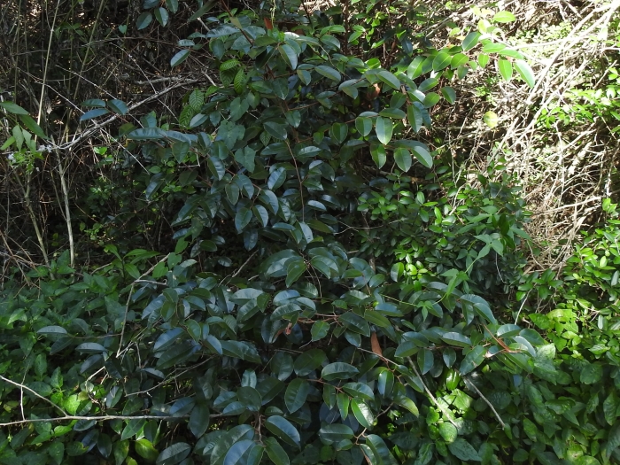 Chrysophyllum oliviforme image