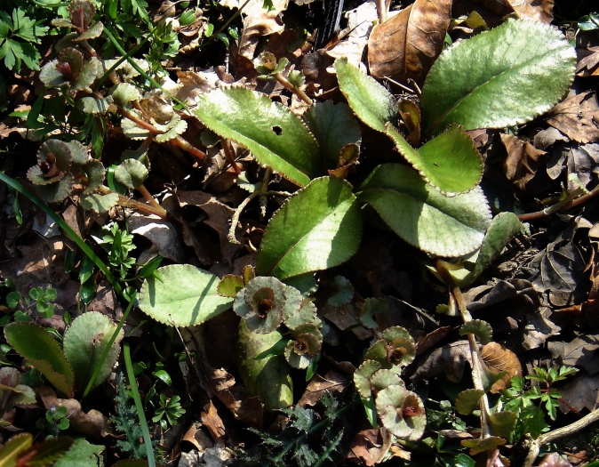 Chrysosplenium macrophyllum image