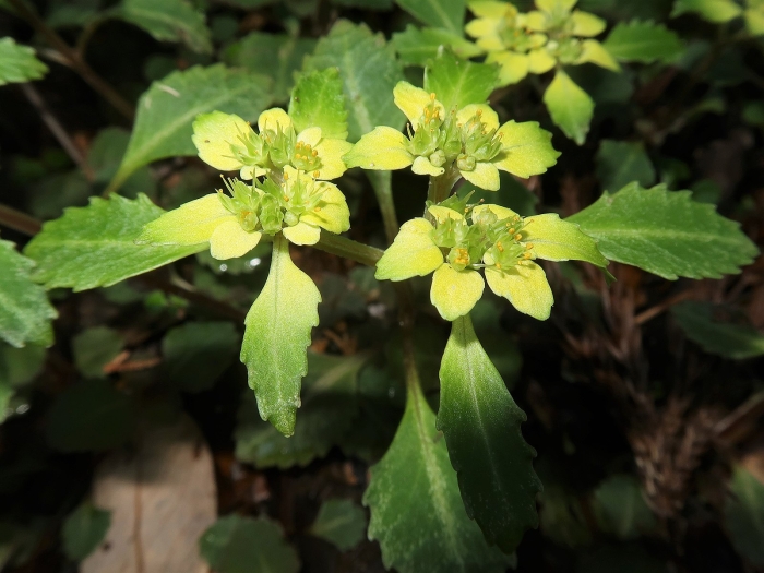 Chrysosplenium macrostemon image