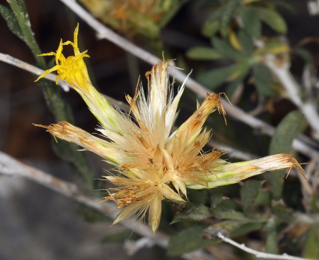 Chrysothamnus depressus image