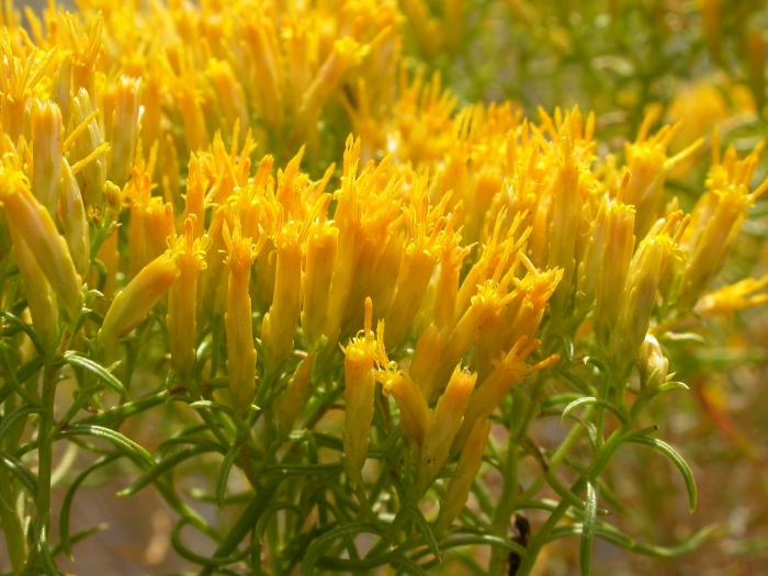 Chrysothamnus viscidiflorus image