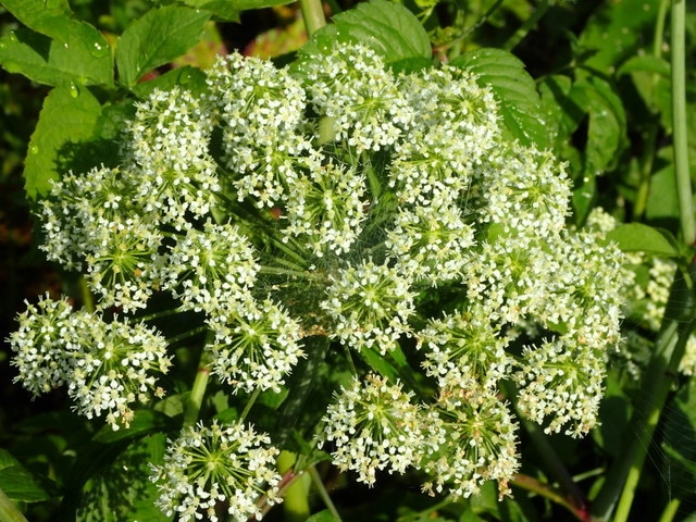 Cicuta maculata image
