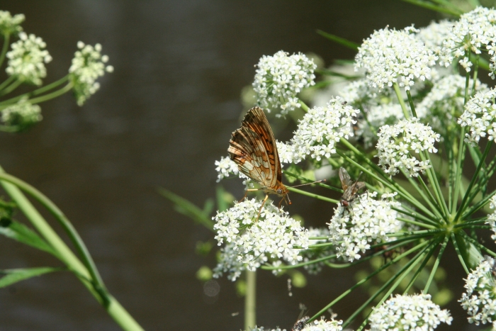 Cicuta virosa image