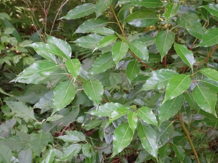 Cinnamomum camphora image
