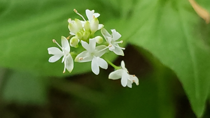 Circaea alpina image