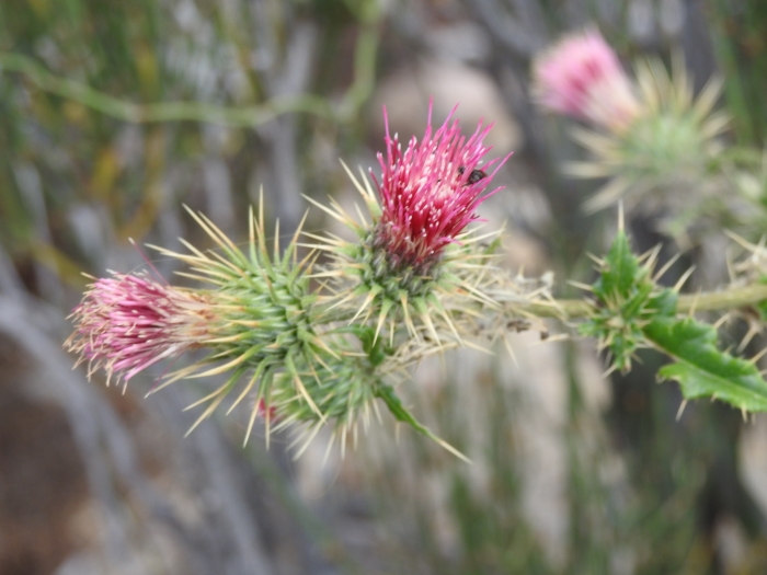 Cirsium arizonicum image