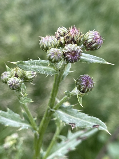 Cirsium arvense image