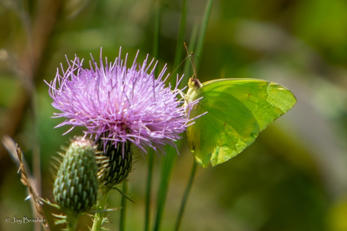 Cirsium discolor image