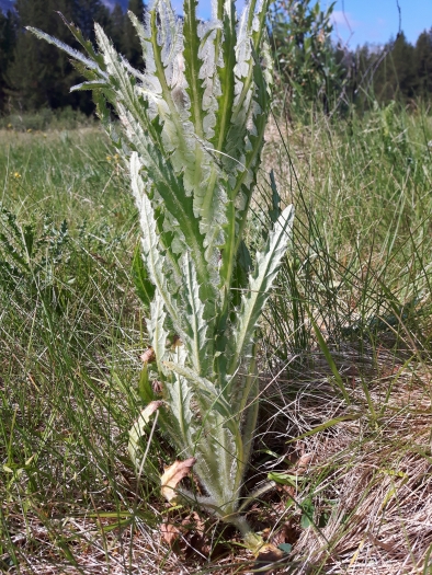 Cirsium foliosum image