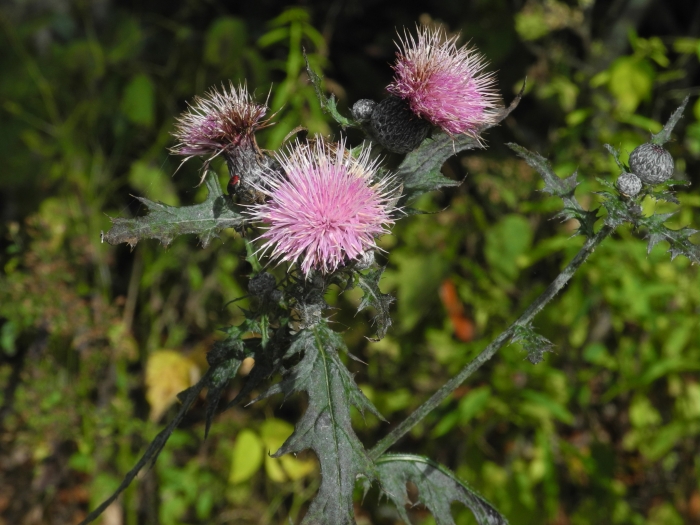 Cirsium muticum image