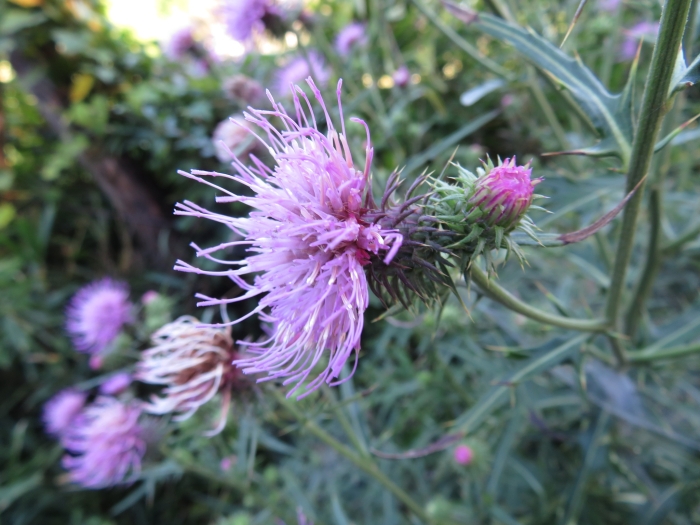 Cirsium nipponicum image