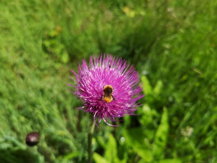 Cirsium rivulare image