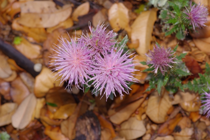 Cirsium texanum image