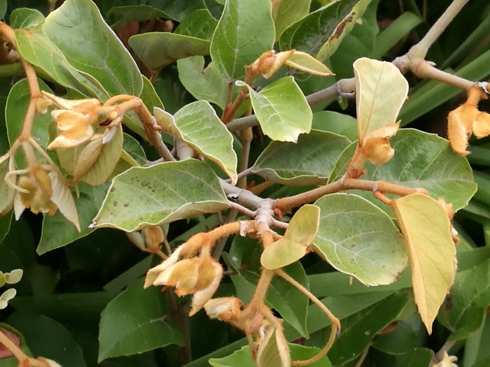 Cissus antarctica image