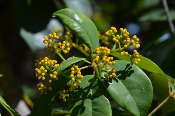 Cissus hypoglauca image