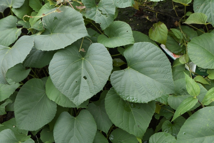 Cissus repanda image