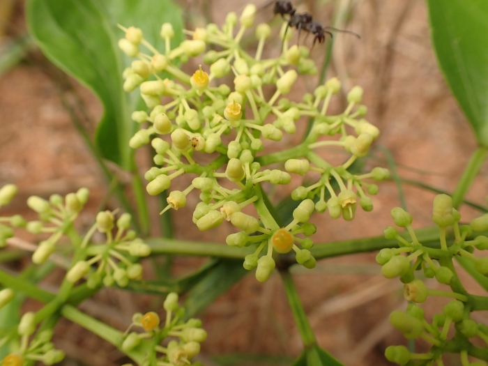 Cissus verticillata image
