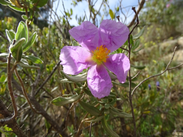 Cistus albidus image
