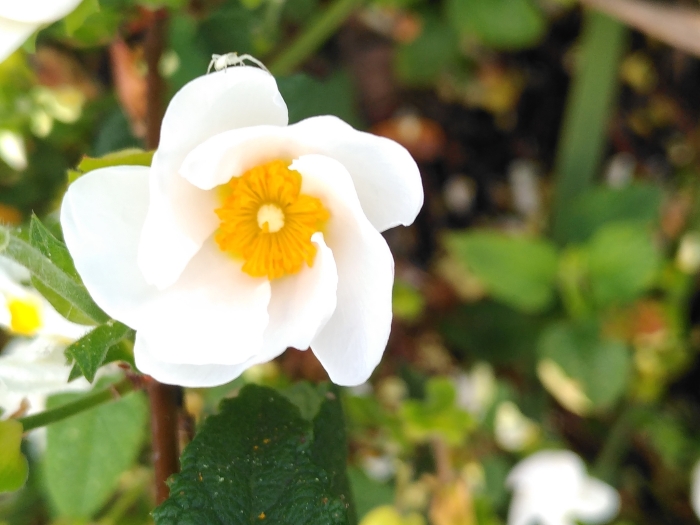 Cistus ×corbariensis image