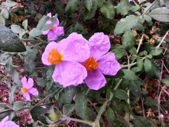 Cistus creticus image