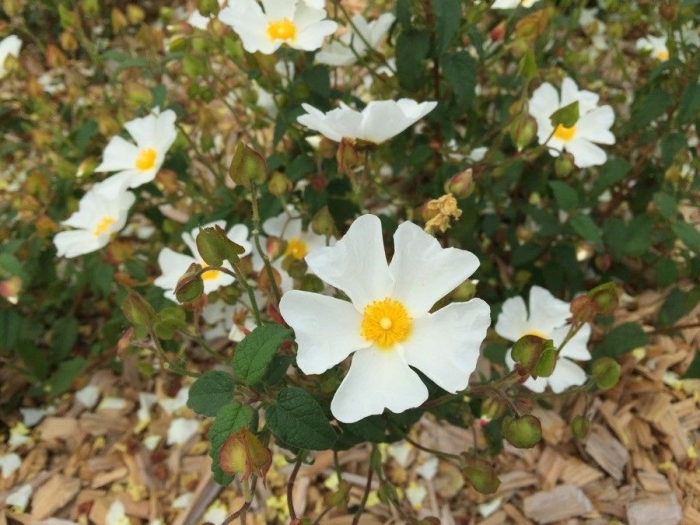 Cistus monspeliensis image