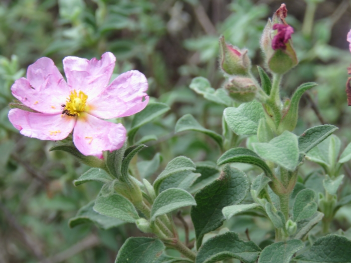 Cistus parviflorus image